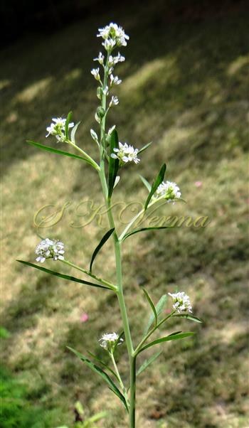  Branch bearing inflorescence and upper linear cauline leaves